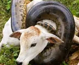 از جذابیت های حیات وحش؛ 20 حمله دیدنی مارهای بزرگ به گاو و پلنگ و اینکه بعدش چی میشه
