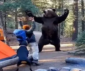 معماری طبیعت؛ خرس مرد و سگش رو وسط جنگل خفت کرد مجبور کرد باهاش ورزش کنن