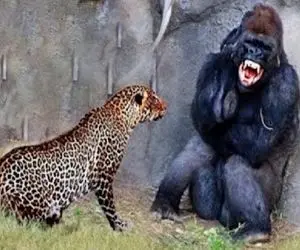 شاهکار حیات وحش / وقتی شکار زورش به شکارچی چربید