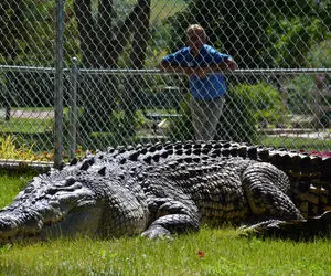 مستند حیات وحش؛ قدم زدن بزرگ ترین کروکودیل روی زمین که آدم هم خورده