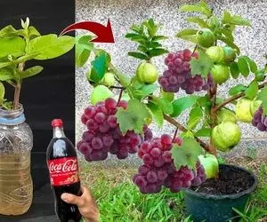 کشاورزی نوین؛ با استفاده از کوکاکولا درخت گواوا کاشتن که انگور عسگری هم میده