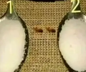 بازی فکری؛ این تست هوش رو ضعیف ترین هام جواب میدن بگو کدوم از قاشق ها نمک