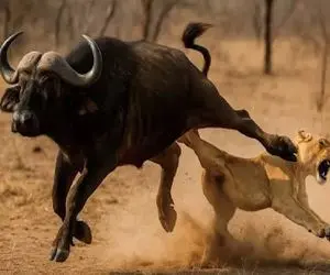 مستند حیات وحش / بوفالو خاک شده وقتی قیام کرد دمار از روزگار شیر در آورد