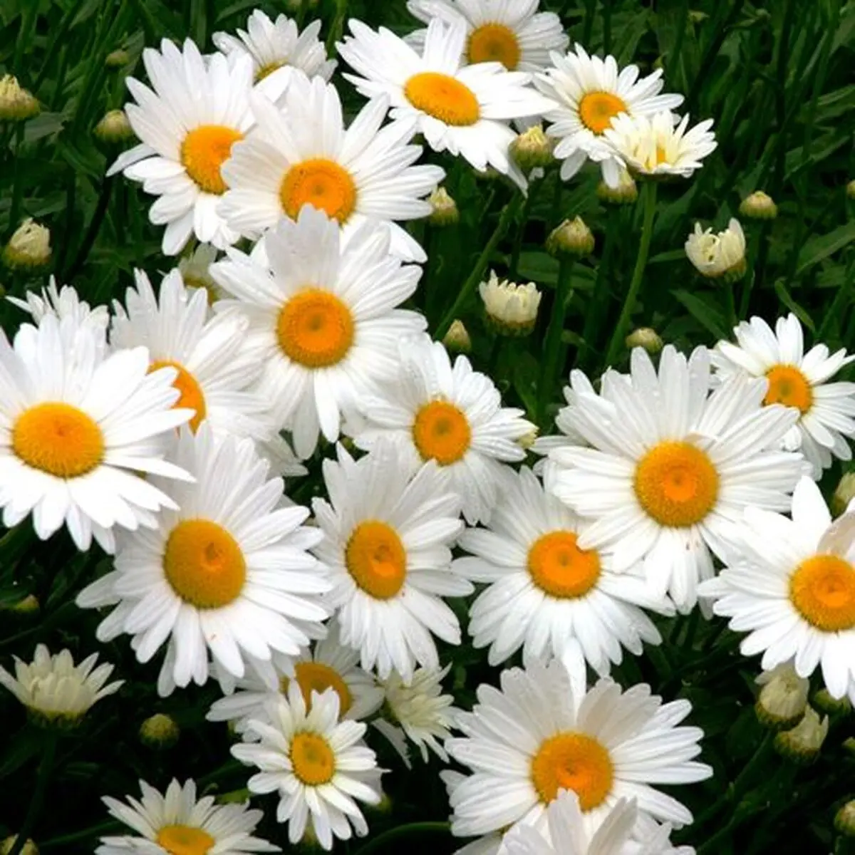 باغچه4