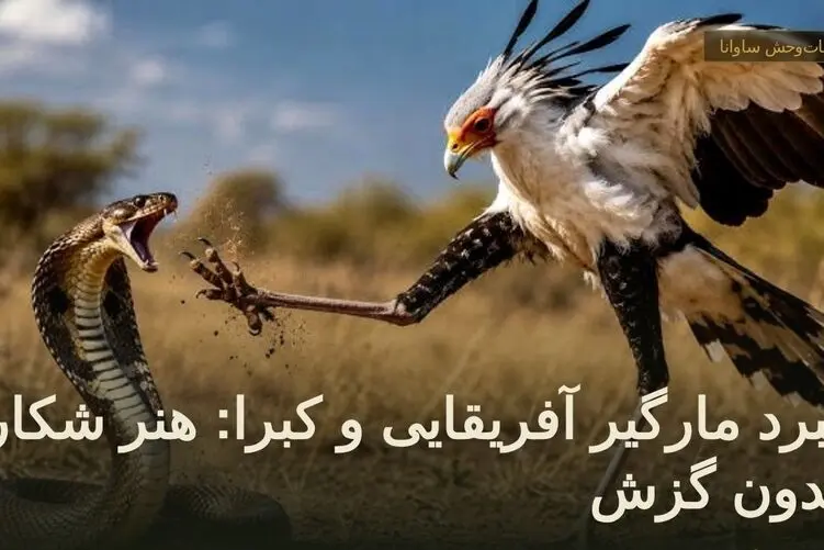 حیات‌وحش ساوانا؛ نبرد مارگیر آفریقایی و کبرا: هنر شکار بدون گزش