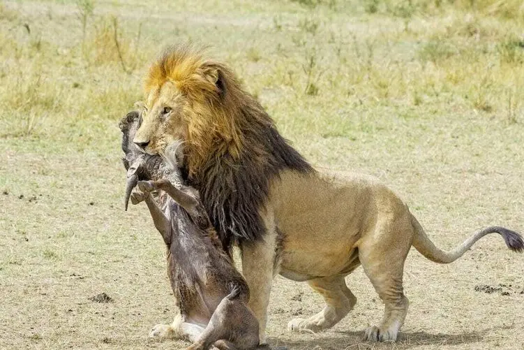 مستند حیات وحش؛ صدای خفه ناله های کفتار زیر سلطه دو شیر نر