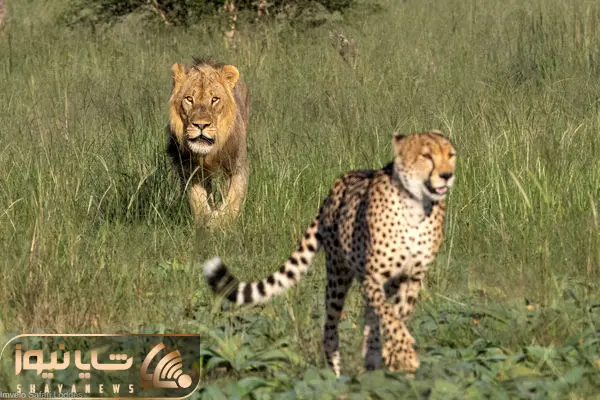 مستند حیات وحش؛ دنبال بازی شیر و یوزپلنگ