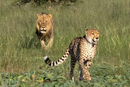 مستند حیات وحش؛ دنبال بازی شیر و یوزپلنگ