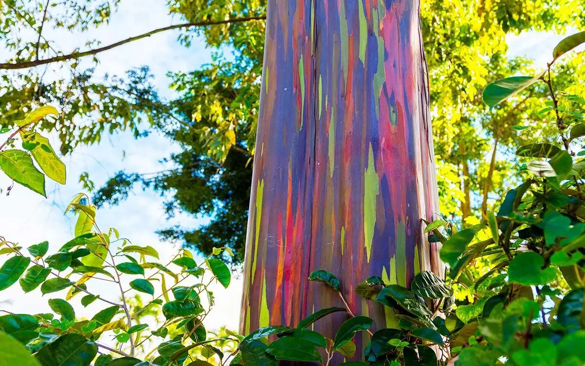 rainbow-eucalyptus-1