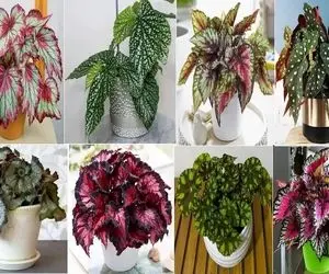  گیاهان رفع کننده چشم زخم / زود چش میخوری؟ مدام نمیشه اسپند دود کرد اینارو داشته باش