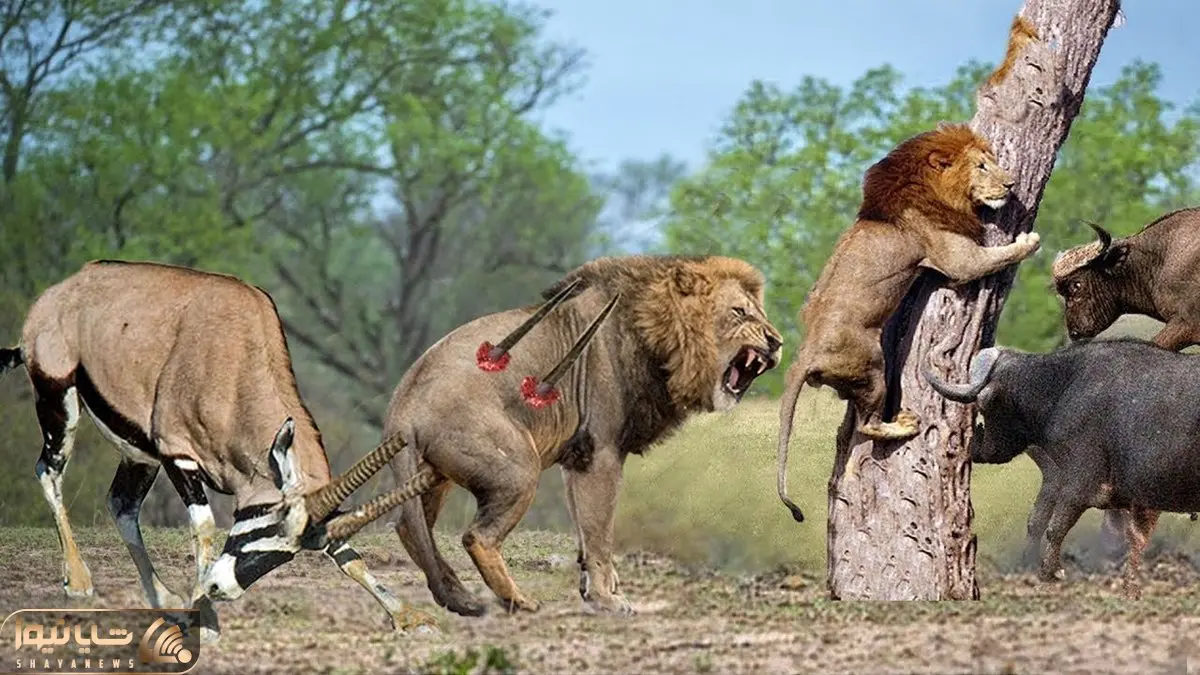از جذابیت های حیات وحش؛ 100 لحظه شگفت انگیز از تقابل شیر و پلنگ با تیز شاخان جنگل