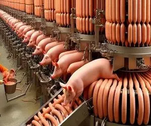 فرآوری خوک؛ با سم خوک حرومی صورتی قلمبه ژلاتین ساخت باقیشو چرخ کرد سوسیس شه