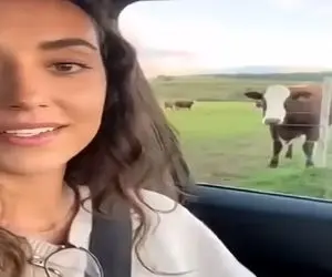 دامداری قرتی؛ دختره سلفی میگرفت گاو با این حرکتش نشون داد الا و بلا باید اونم باشه