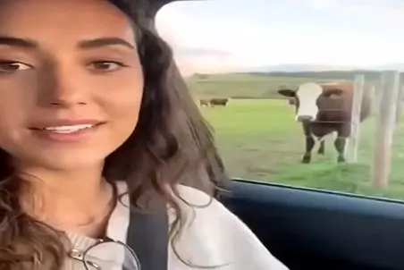 دامداری قرتی؛ دختره سلفی میگرفت گاو با این حرکتش نشون داد الا و بلا باید اونم باشه