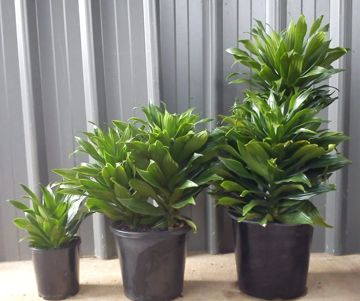 house-plants-7