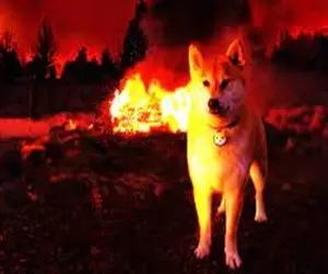 شیبااینو برنده هیولایی شد؟