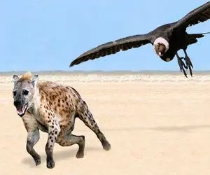 شاهکار حیات وحش؛ شترمرغ زمخت شکم شیری که رفت تخم هاشو ببلعه با منقار جر داد