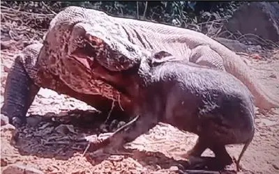 مستند حیات وحش؛ کومودو قسی القلبانه گرازی که ناله میکنه رو قورت میده