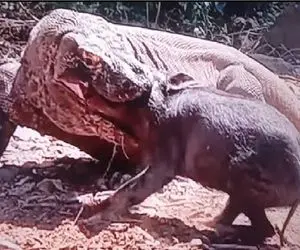 مستند حیات وحش؛ کومودو قسی القلبانه گرازی که ناله میکنه رو قورت میده