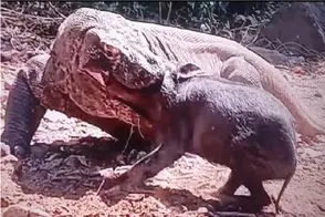 مستند حیات وحش؛ کومودو قسی القلبانه گرازی که ناله میکنه رو قورت میده