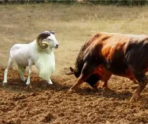 مستند حیات وحش؛ شاخ به شاخ انزجاری گوسفند و بوفالو برای برتری جویی