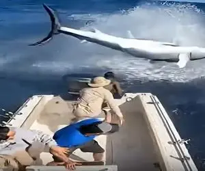 معماری طبیعت؛ اره ماهی تو چند ثانیه آینده این اکیپو نابود کرد تبدیل شدن به خاطره