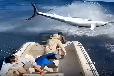 معماری طبیعت؛ اره ماهی تو چند ثانیه آینده این اکیپو نابود کرد تبدیل شدن به خاطره