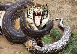 مستند حیات وحش؛ پیتون حلقه مرگ انداخت دور ببر ببلعه