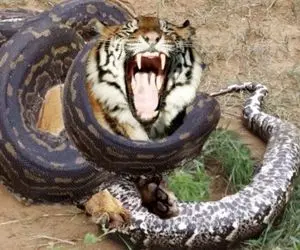 مستند حیات وحش؛ پیتون حلقه مرگ انداخت دور ببر ببلعه