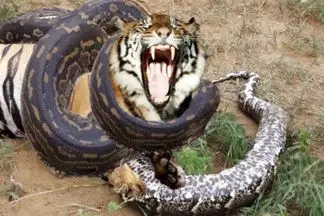 مستند حیات وحش؛ پیتون حلقه مرگ انداخت دور ببر ببلعه