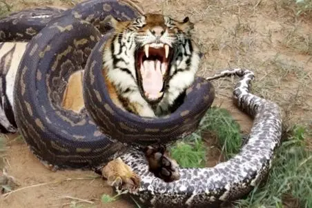 مستند حیات وحش؛ پیتون حلقه مرگ انداخت دور ببر ببلعه