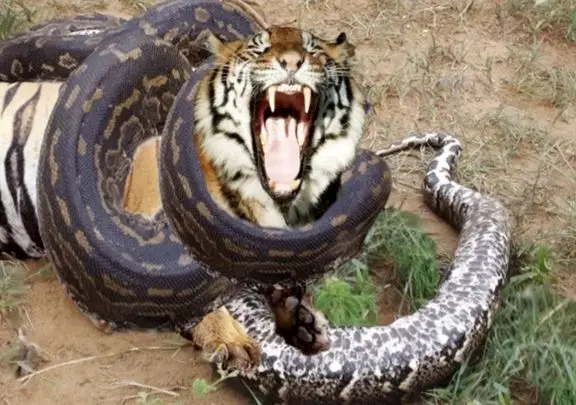 مستند حیات وحش؛ پیتون حلقه مرگ انداخت دور ببر ببلعه