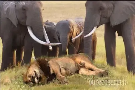 مستند حیات وحش؛ فیل از چنگ شیرها جون سالم بدر برد گیر تمساح زبون نفهم افتاد