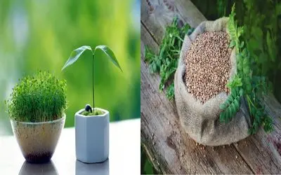 تقویت گیاه با عدس/ مرحله به مرحله تقویت فوری گیاه با عدس که کمتر کسی بلده