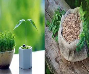 تقویت گیاه با عدس/ مرحله به مرحله تقویت فوری گیاه با عدس که کمتر کسی بلده