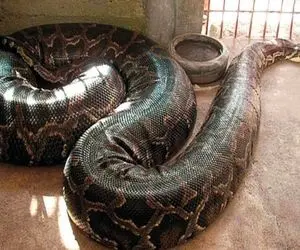 حیوانات غول پیکر؛ این پیتون کله خر غول پیکر رفته رو سقف لونه کرده سقف ریخت