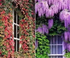 گیاهان چسبنده برای ساخت دیوار سبز؛ اینا تو سرما هم نمیمیرن و مختص آب و هوای ایرانن