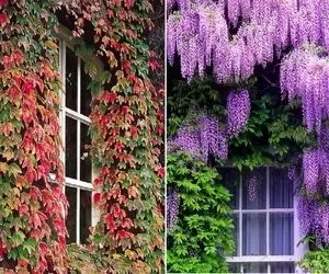 گیاهان چسبنده برای ساخت دیوار سبز؛ اینا تو سرما هم نمیمیرن و مختص آب و هوای ایرانن