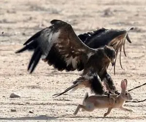 از جذابیت های حیات وحش؛ عقاب سرکش گردن خرگوش چلمن رو با چنگال هاش گرفت بدجور خفه کرد