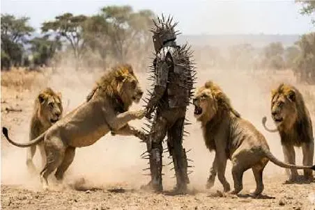  قلمرو حیوانات؛ ترس در چشم سلطان جنگل با لباسی که شیرها را متوقف کرد