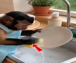 معماری طبیعت؛ میمون حیوون کار شده ظرفا رو میشوره غذا میپزه جاش موز میگیره