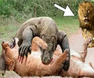 جذابیت حیات وحش / نبرد لاطائل کومودو و شیر برای برتری جویی