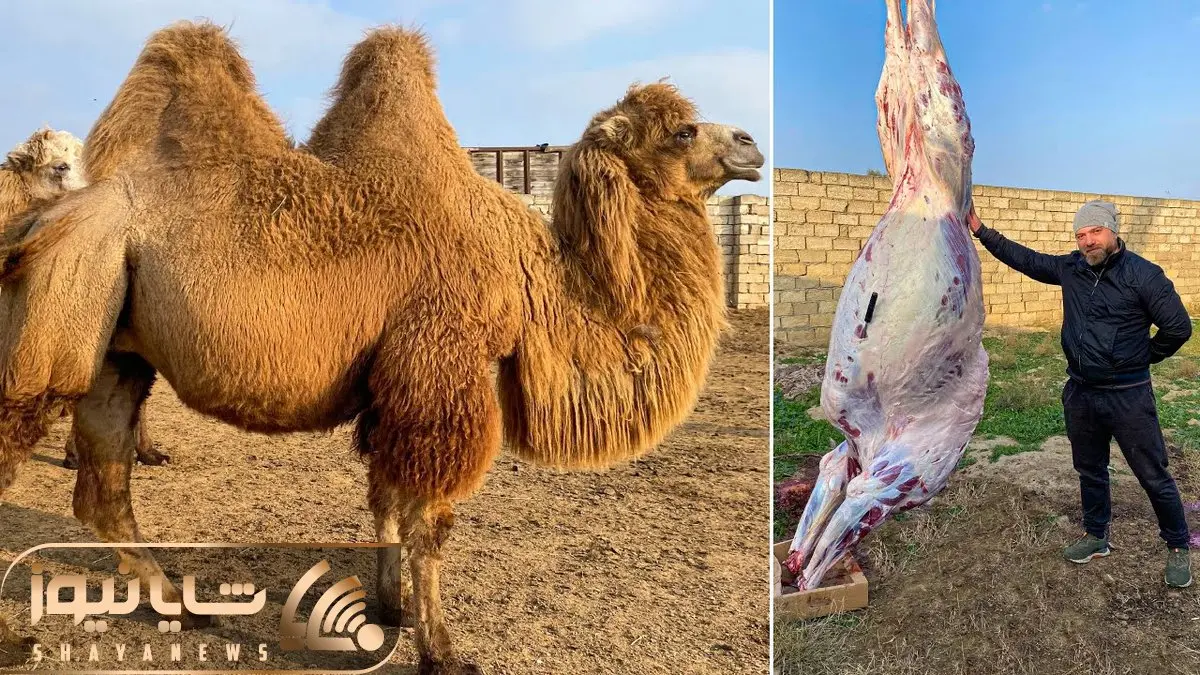 فرآوری شتر؛ شتر رو خیلی نازپروده پرورش دادن بعد سلاخی رونشو کبابی کردنو به نیش کشیدن