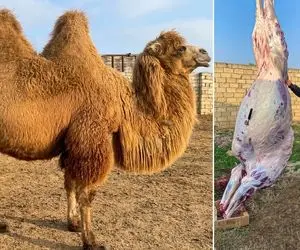 فرآوری شتر؛ شتر رو خیلی نازپروده پرورش دادن بعد سلاخی رونشو کبابی کردنو به نیش کشیدن