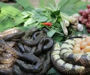 فکن مارو بپزی و بخوری این دیگه چه آشپزی در طبیعت ایه؟ از مدل خوردنش نگم برات یکم چندشه