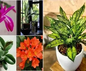 گیاهان آپارتمانی برا دفع حشرات / سوسکُ پشه که هیچ اینا مورچه رو هم فراری میدن کاربلدن
