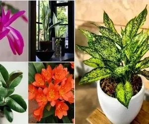 گیاهان آپارتمانی برا دفع حشرات / سوسکُ پشه که هیچ اینا مورچه رو هم فراری میدن کاربلدن