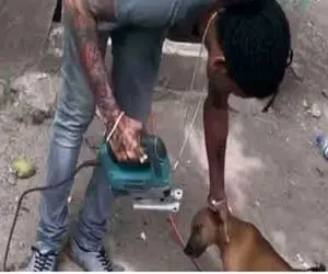 فرآوری سگ؛ با سنگ فرز گردن سگ های خیابونی رو میزنه گوشتشونو میبره برای کباب