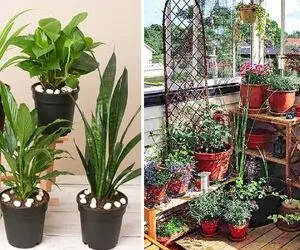 گیاهان آپارتمانی خنک کننده هوا؛ اینا مثل کولر عمل میکنن هم گرمارو میبلعن  هم خوشگلن