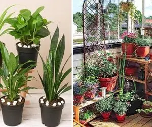 گیاهان آپارتمانی خنک کننده هوا؛ اینا مثل کولر عمل میکنن هم گرمارو میبلعن  هم خوشگلن